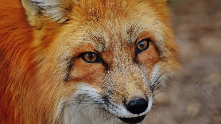 Wild animals on construction sites: Dealing cleverly with cunning foxes 